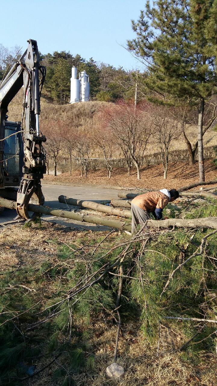 나무 굴취 작업, 벌목작업